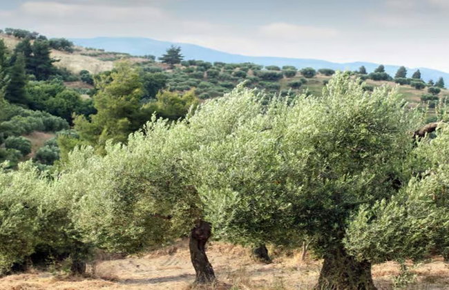 Halkidiki Hidden Gems - Private Full-Day Tour - Foto 7