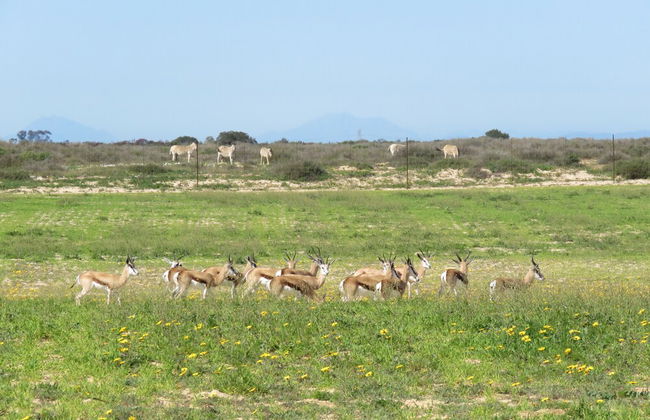 L'Ermitage Quagga Lodge - Photo 37