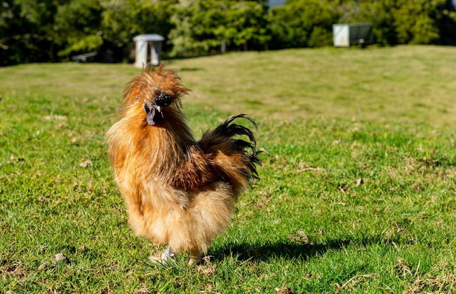 Lilyview Cottage - Robertson - Foto 31