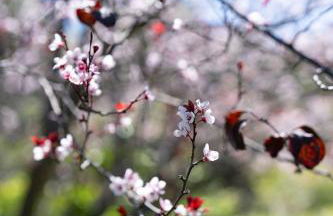 Teide Eco Harmony - Foto 6