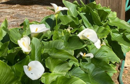 Casa da Assudra - Foto 53