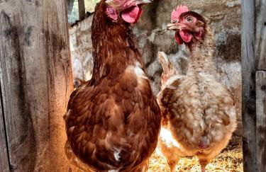 Alojamiento Rural Las Maravillas - Foto 42