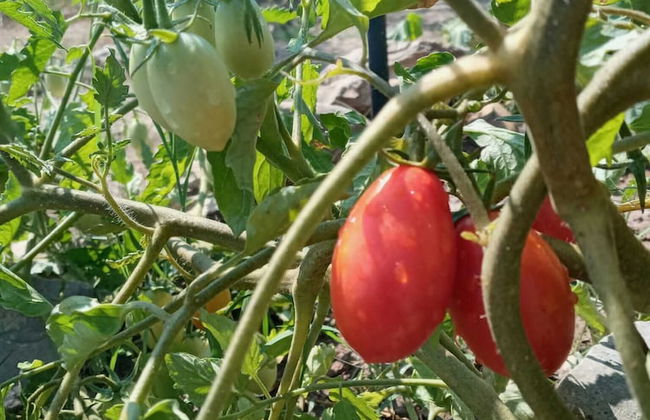 Bote Farms - Agritourism - Foto 41