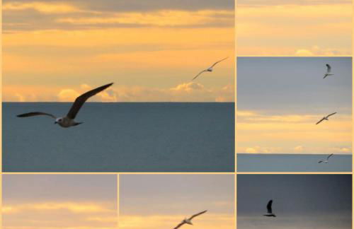 Les hauts d'azur - Foto 45