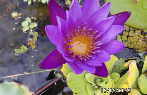 Ferienwohnung Borchert - Foto 44