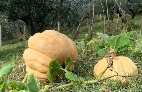 Agriturismo La Terrazza su Farfa - Foto 58
