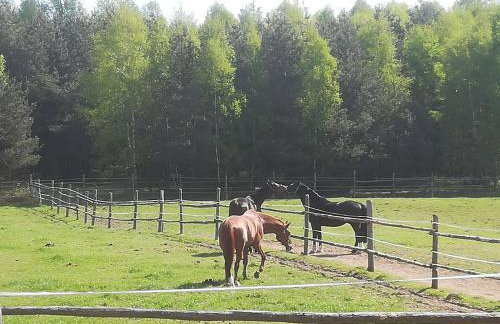 Pensjonat Przy Stajni - Foto 38