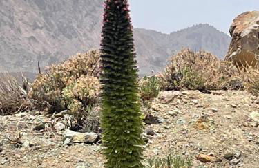 Apartamerica 471, Gartenwohnung, Pool, 150 M zum Strand, Las Americas - Foto 76