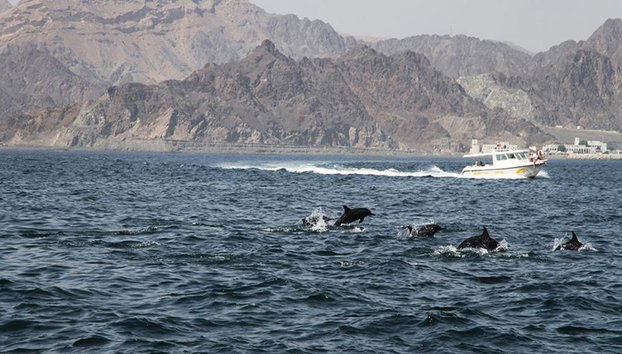 Dolphin Watching Boat Tour - Photo 4