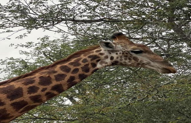 Holiday Home in Hoedspruit With Private Pool - Photo 41