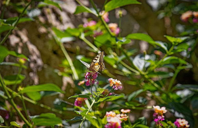 Torre Casciani - Foto 62