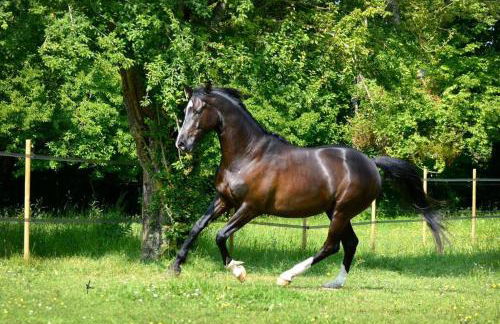 Domaine de Valmeray la roulotte d'Elise - Foto 11