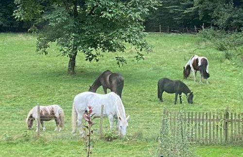 Mühlenbach Kotten- Bauernhofurlaub mit Hund und Pferd - Foto 10