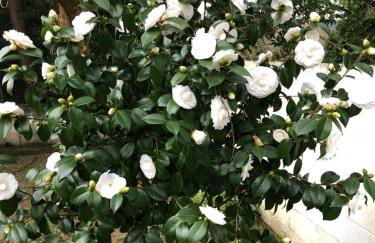 Casa La Finca - Foto 27