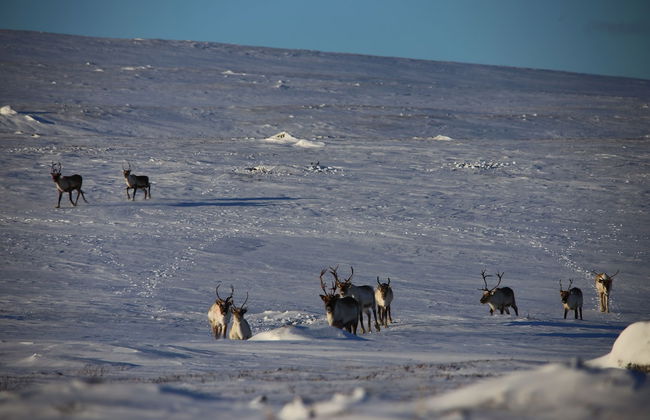 Nuorgam Holiday Village - Foto 45