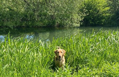 Fletland Mill and Holiday Hamlet - 18th century watermill, in stunning location near Stamford - Photo 41