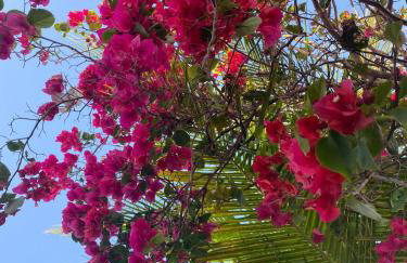 Moreira's paradise - Foto 12