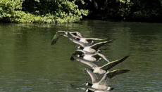 Floating tranquility - Foto 3