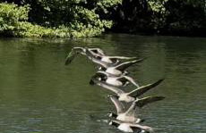 Floating tranquility - Foto 3