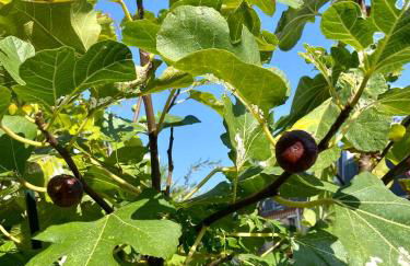 Appartement avec terrasse - Foto 29