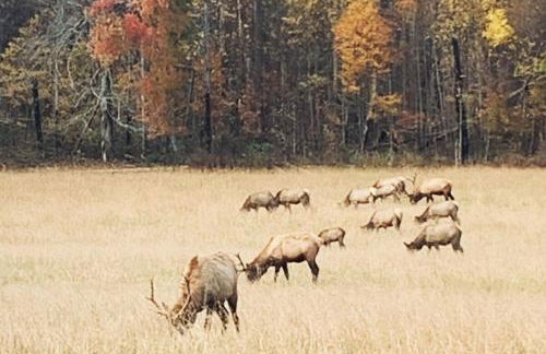 Mountain Gem, Hot Tub, Fire Pit, Views, Starlink Wi-fi - Foto 44