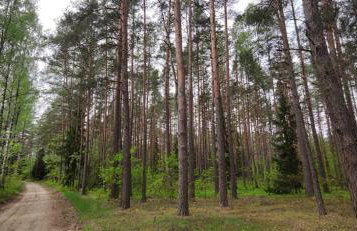 Zielony domek nad Marychą w Budwieć - Foto 51