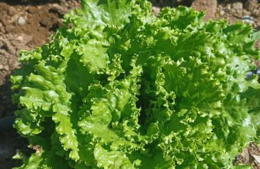 Finca de Luna - Foto 65