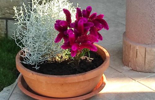 Apartman Gina - Photo 20