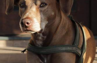 PARAÍSO ECOLÓGICO- REGIÃO ATIBAIA - Photo 20