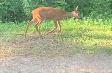 Maison à Saint Briac chez Delphine - Foto 2