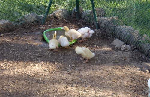 Casa Rural Basajarau - Photo 36