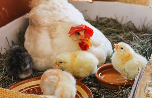 Masia Pou de la Vinya - Photo 69