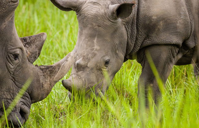 Excursión al santuario de rinocerontes Ziwa - Foto 5