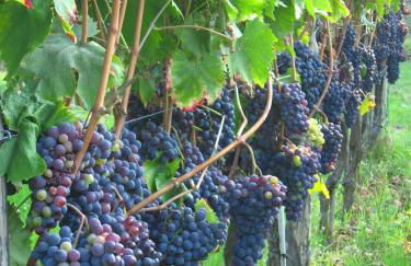 Agriturismo Villani Poderi Nesti & Cupoli - Photo 30