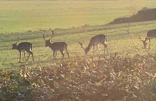 Chillout!! Sussex Flint Cottage- HotTub - Goodwood - Foto 5