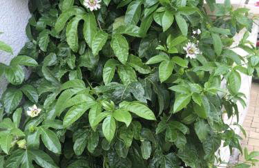 Apartments Petra - Photo 73