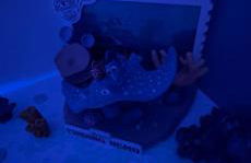 La Belle et le Nooki - Foto 62