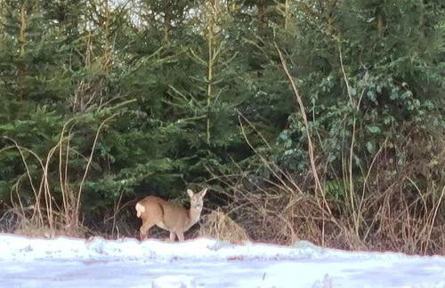 Ferienwohnung Hennemann - Foto 19