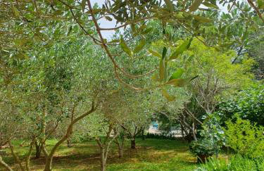 Olive Garden - Photo 26