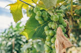 Casa do Riacho - Photo 31