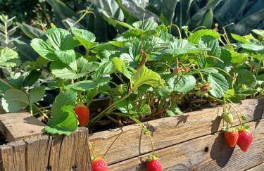 Finca de Luna - Foto 64