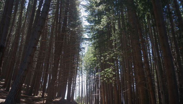 Victoria Island und Myrtle Forest - Tagestour - Foto 4