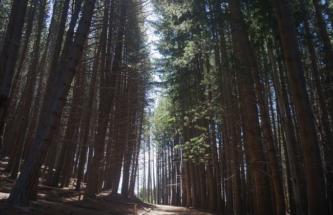 Victoria Island und Myrtle Forest - Tagestour - Foto 4