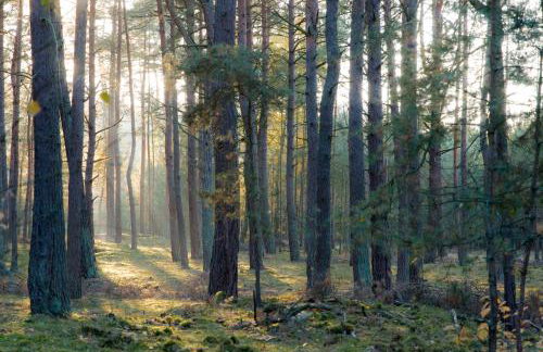 Dom Gościnny 2 Ogrodowa - Foto 35