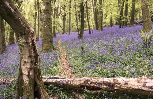 Sunnyview Annexe - Photo 36