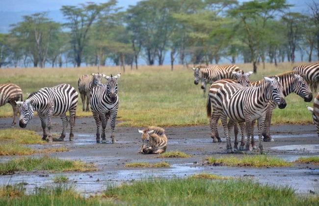 Safari de 6 días por Masái Mara, Amboseli y lago Naivasha - Foto 6
