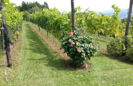 Casa Solaris - Foto 48