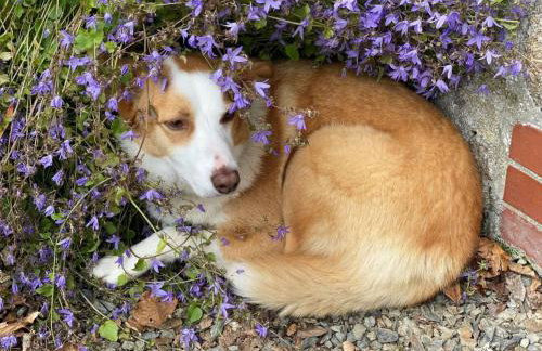 Holiday Home Idyllisches Landhaus Rosemary by Interhome - Photo 22