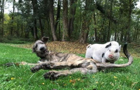 Wohnung für 12 Personen mit 6 Bädern - Photo 17