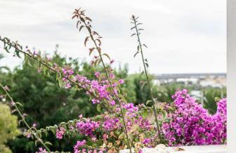 Grupo Morgado - Quinta do Morgado - Morgado Village - Foto 40